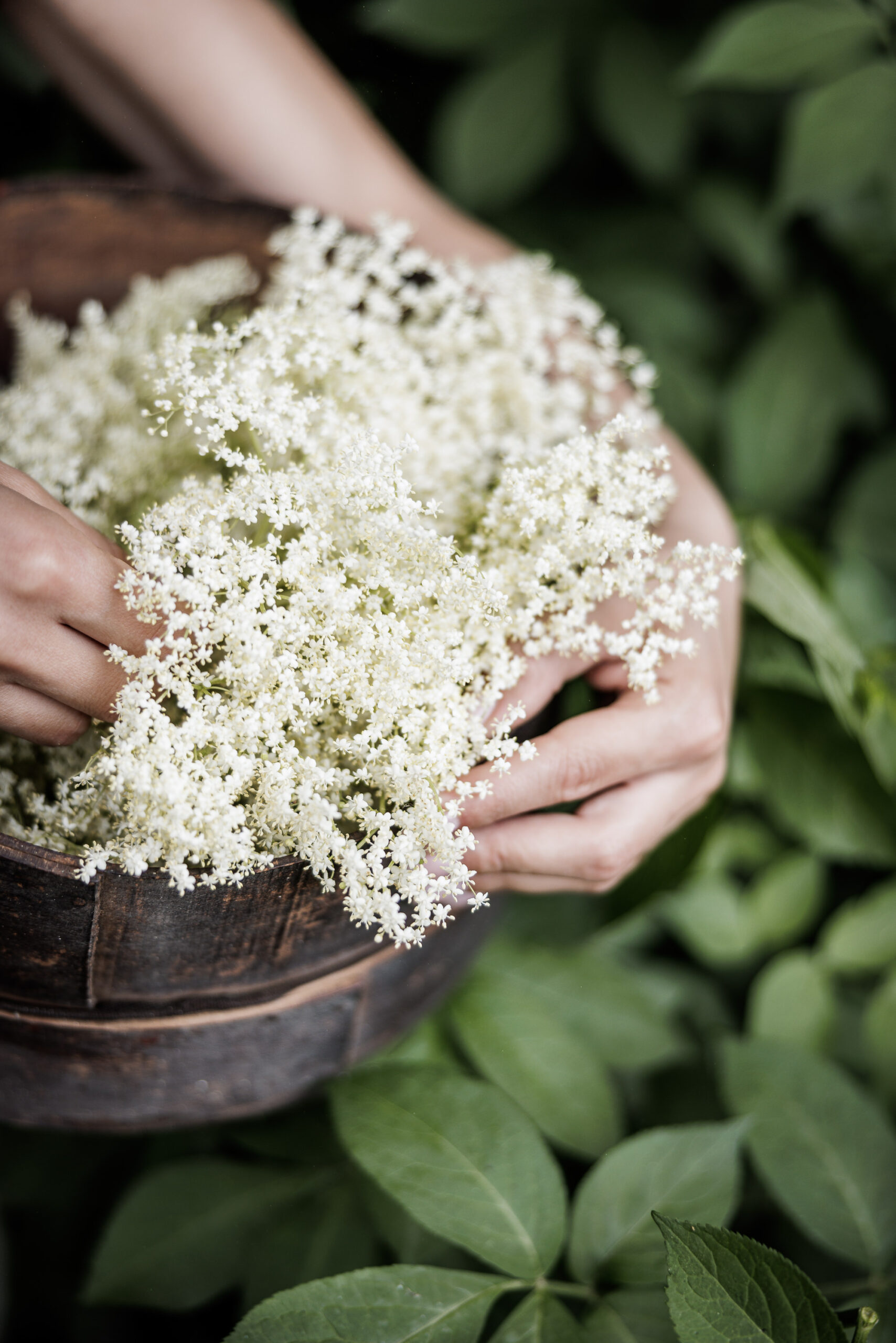 Sciroppo Di Fiori Di Sambuco - immagine 2