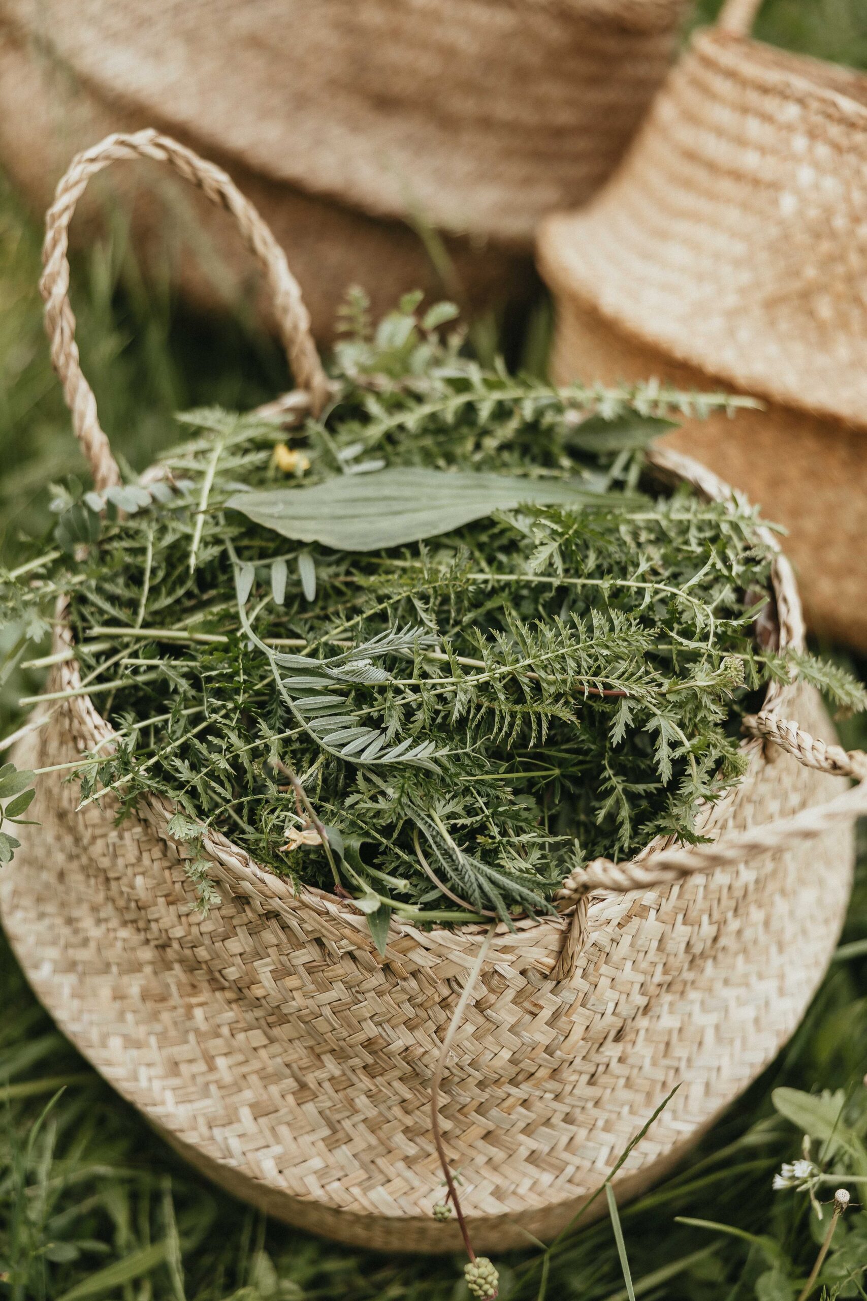 Pesto Selvatico - immagine 2